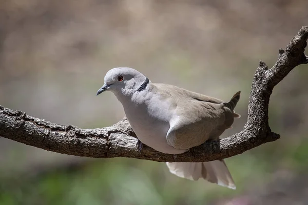 부드러운 배경으로 나뭇가지에 비둘기 — 스톡 사진