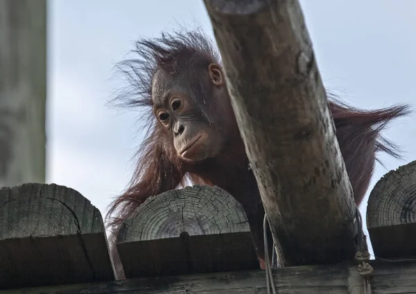 Baby Orangutan Olhando Para Baixo Uma Plataforma Alta — Fotografia de Stock