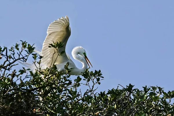 Great White Egret Displaying Some Aggressive Behavior Tree Top Northern — Stock Photo, Image
