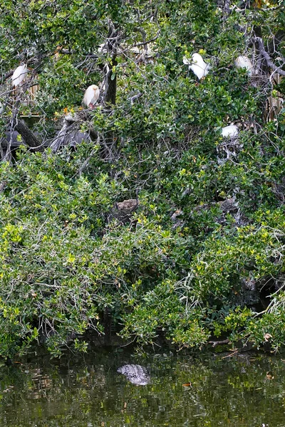 Florida Nesting Birds Swamp While Alligator Waits — Stock Photo, Image