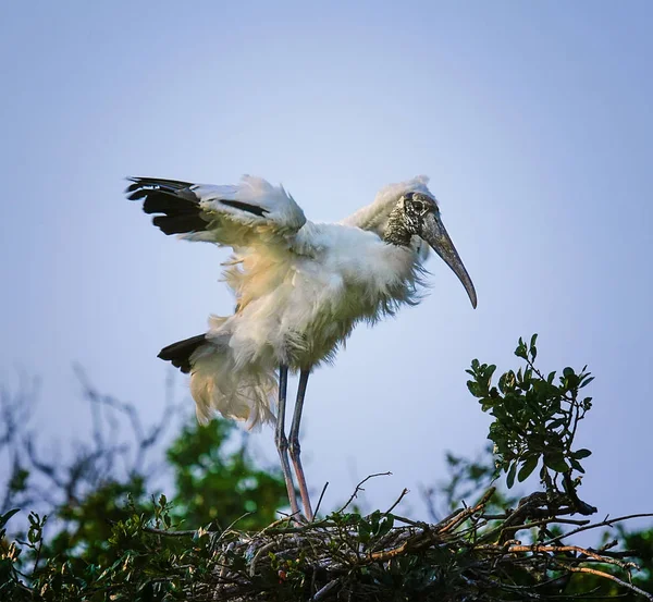 Waldstorch Landet Nest Baumkrone Nordflorida — Stockfoto