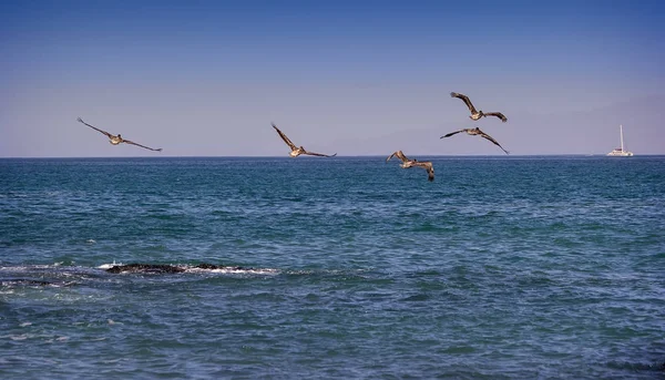 Pélicans survolant l'océan — Photo