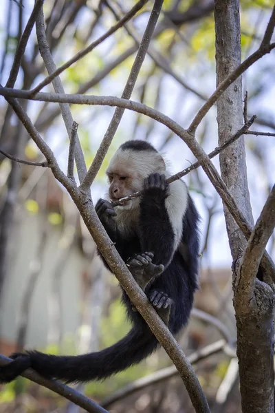 Vit belagd eller capuchin monkey — Stockfoto