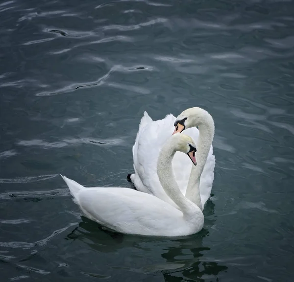 Pareja de cisnes amorosos — Foto de Stock