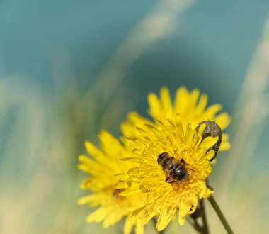 Karahindiba üzerinde arı