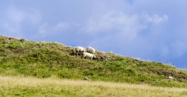 Sheep Grazing in Northern Ireland Stock Image