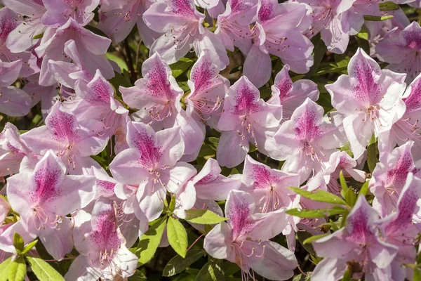 Flowering Azalea Bush — Stock Photo, Image