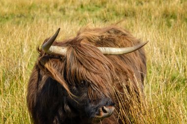 Skye Adası 'nda Highland Cow, Iskoçya