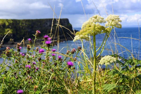 Wildblumen am Riese 's Causeway, Nordirland — Stockfoto