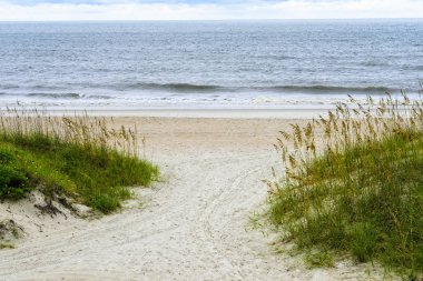 Beach and Sea Grass in Florida clipart