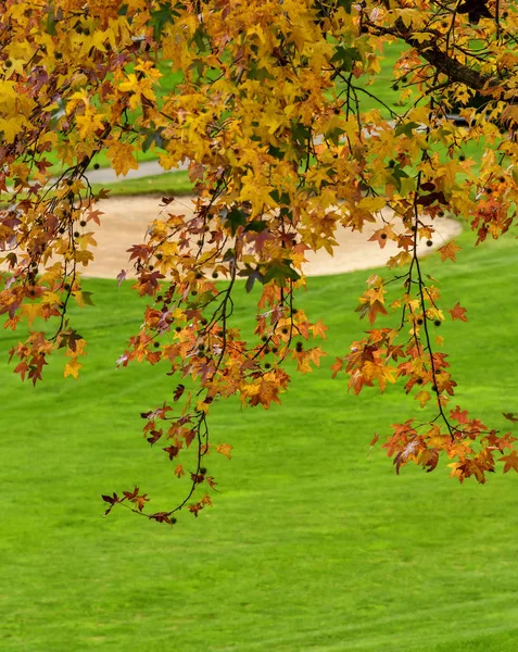 Colorful Tree on a Golf Course — Stock Photo, Image