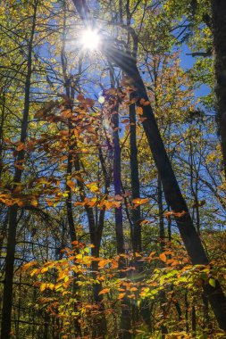Ağaçların arasından güneş ışınları geliyor.