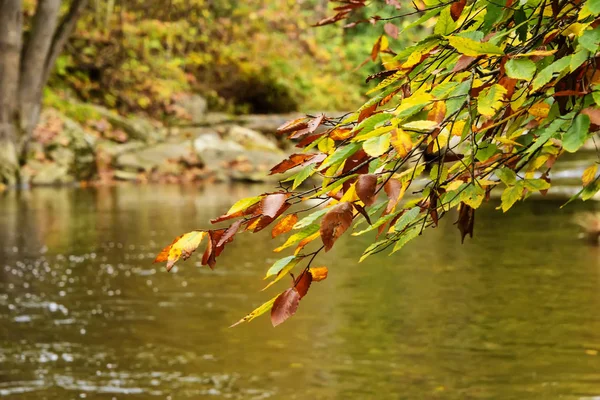 Färgglada trädgren i berget — Stockfoto