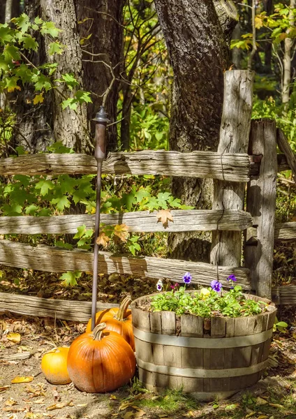 Pantalla de otoño con calabazas — Foto de Stock