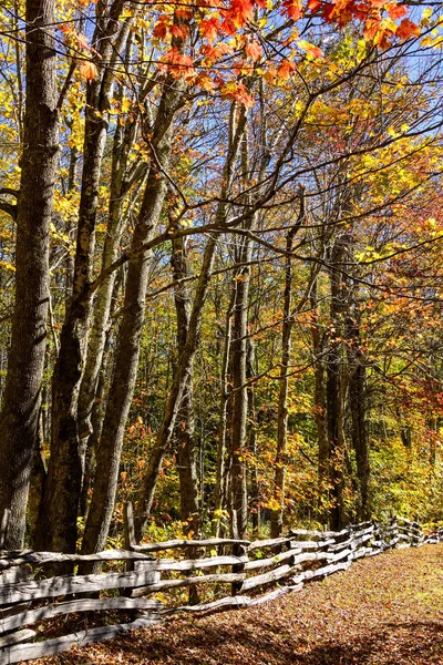 Caminhadas Caminho nos bosques de outono — Fotografia de Stock