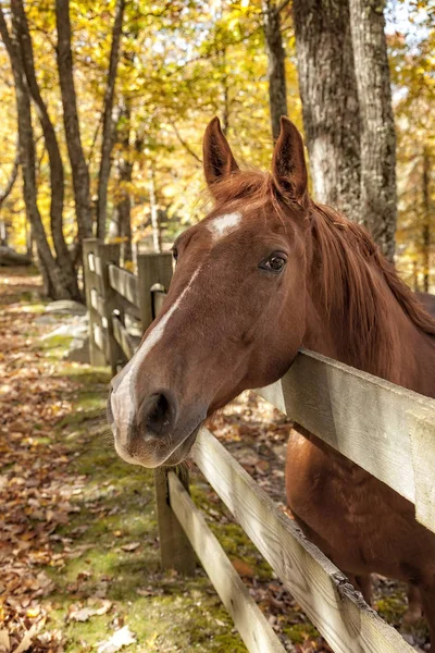 Portrait of a Horse — Stock Photo, Image