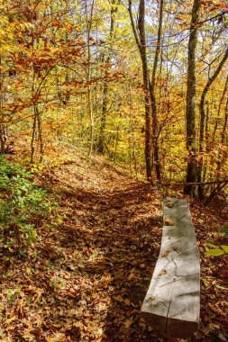 Kuzey Carolina dağlarında yürüyüş yolu