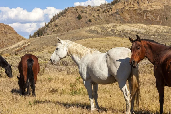 Caballos en el Valle de Colorado —  Fotos de Stock