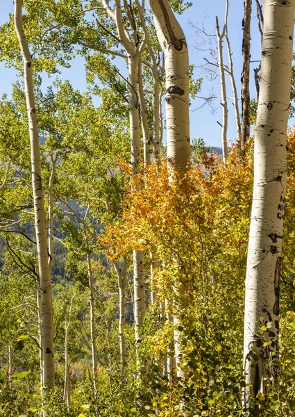 Χρώματα του φθινοπώρου στο Κολοράντο — Φωτογραφία Αρχείου