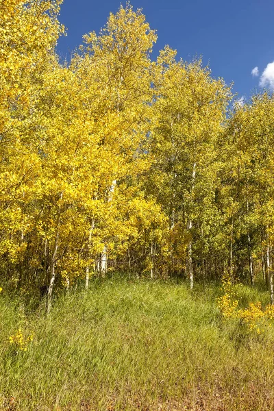 Färger på hösten i Colorado — Stockfoto