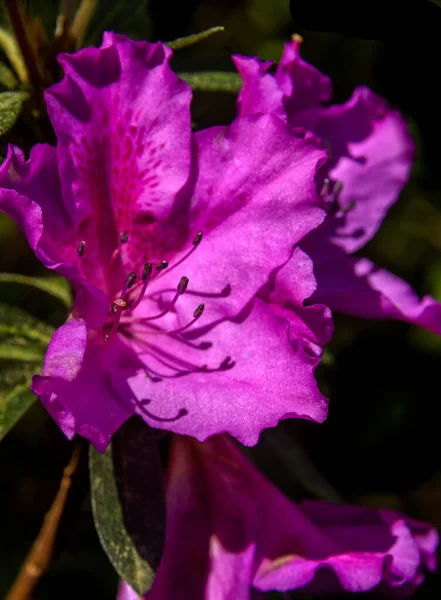 Růžový azalea květiny kvetoucí — Stock fotografie