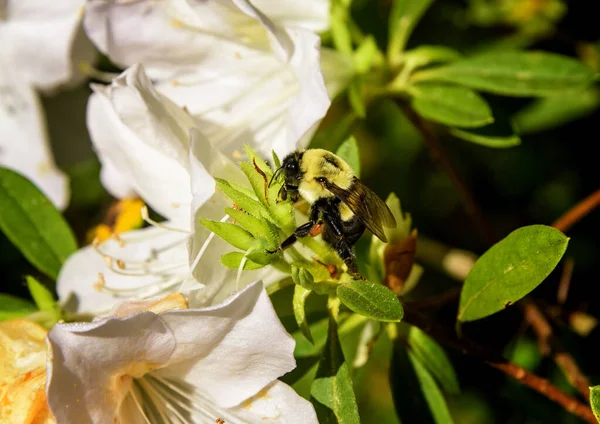 Bumblebee on an azalea bush — Stock Photo, Image