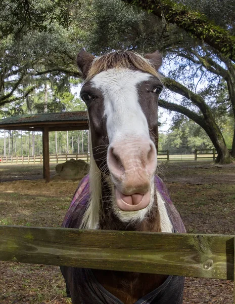 Saludo del caballo con sonrisa — Foto de Stock