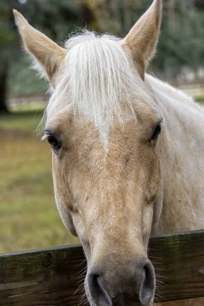 Лошадь на столбе забора — стоковое фото