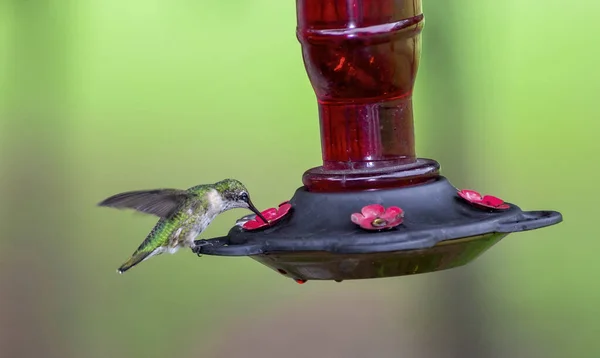 Koliber w podajniku — Zdjęcie stockowe