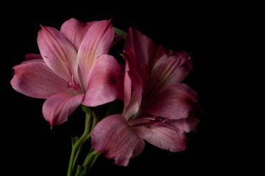 Pembe Perulu Lily, ya da İnkaların Zambağı, siyah arka planda çiçek.