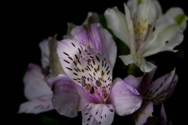 Mor Perulu Lily, ya da İnkaların Zambağı, siyah arka planda çiçek.