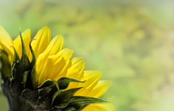Keltainen Kukkiva Auringonkukka Pehmeällä Unenomaisella Taustalla — kuvapankkivalokuva