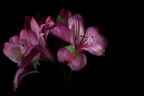 Giglio Rosa Peruviano Giglio Degli Inca Fiore Sfondo Nero — Foto Stock