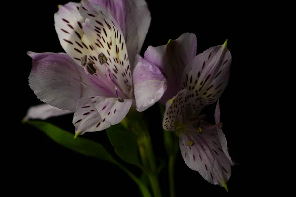 Фиолетовая Перуанская Лили Лили Инков Цветок Черном Фоне — стоковое фото