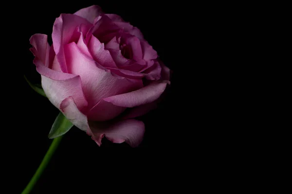 Single pink rose flower on a black background