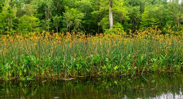 Färgglada Kärr Wakulla Springs Naturliga Sötvattenkällor Tallahassee Florida — Stockfoto