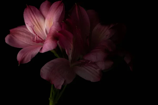 Rózsaszín Perui Lily Vagy Lily Incas Virág Fekete Háttér Árnyék — Stock Fotó