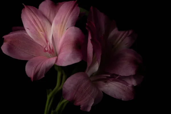 Pembe Perulu Lily Nkaların Zambağı Siyah Arka Planda Çiçek — Stok fotoğraf