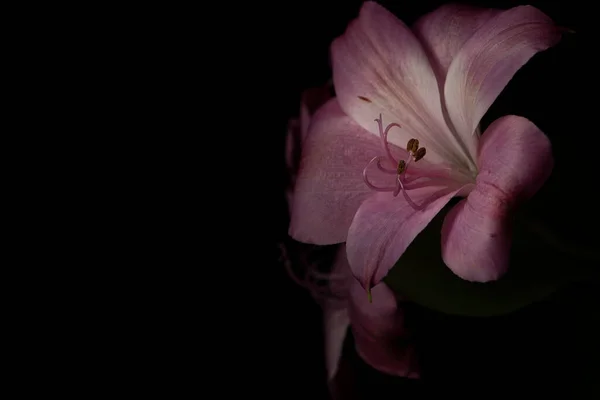 Miękka Różowa Lilia Peruwiańska Czyli Lilia Inkaska Kwiat Czarnym Tle — Zdjęcie stockowe