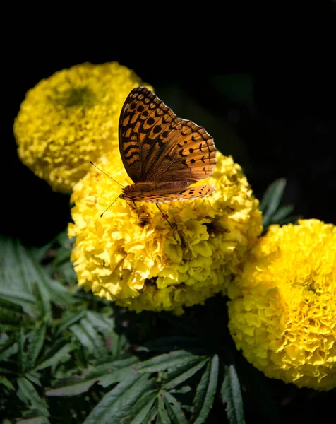 Farfalla Marrone Calendule Gialle Con Sfondo Scuro — Foto Stock