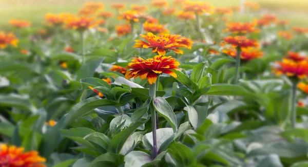 Garden Orange Wildflowers Soft Focus Glow — Stock Photo, Image