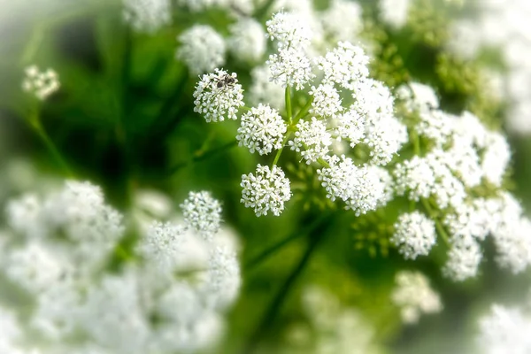 柔らかい焦点と輝きを持つ野生の小さな白い塊の花 — ストック写真