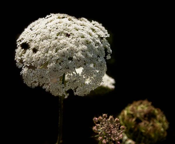 Λευκό Σύμπλεγμα Λουλουδιών Μαλακό Σκούρο Φόντο — Φωτογραφία Αρχείου
