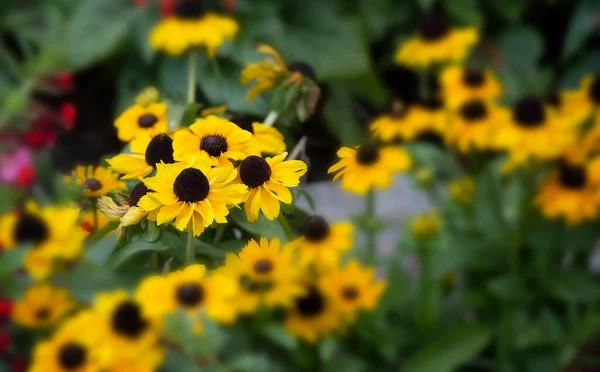 Garden Black Eyed Susan Flowers Soft Focus — Stock Photo, Image