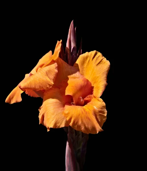 Vibrante Fiore Iris Barbuto Arancione Sfondo Nero — Foto Stock