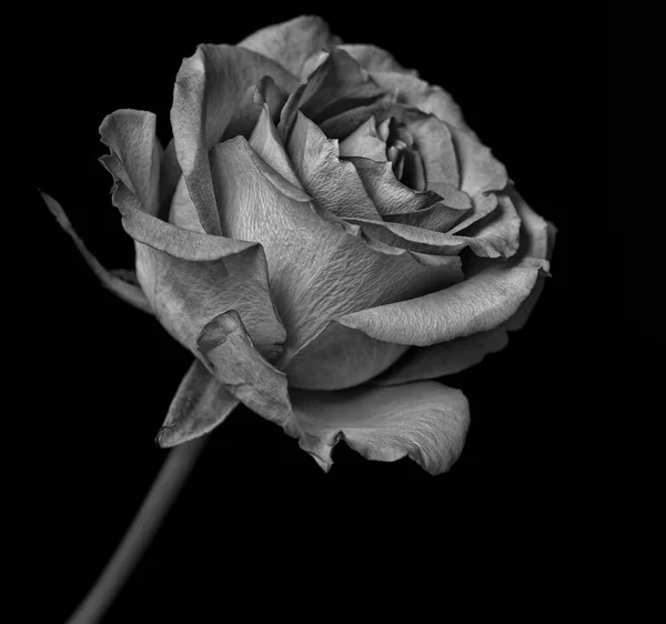 Rose flower in black and white