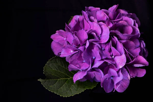 Vibrant Violet Hydrangea Flower Dark Black Background — Stock Photo, Image