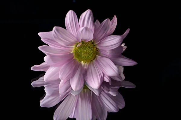 Bright pink daisy with it\'s reflection on a black background