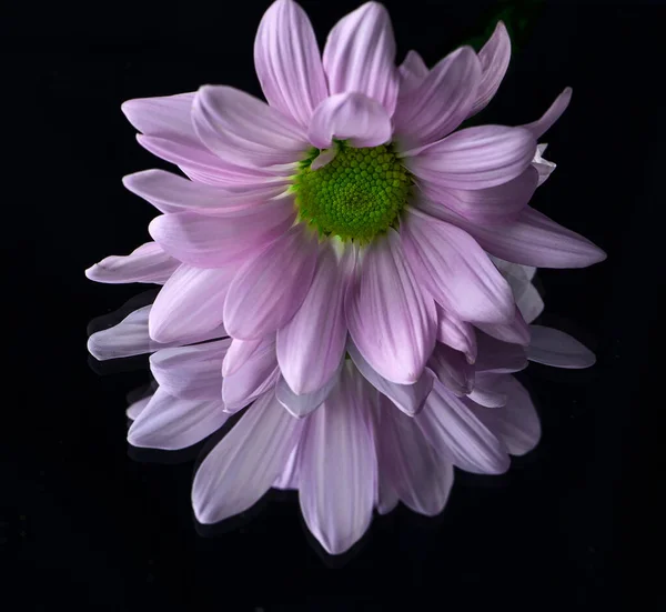 Margherita Rosa Vibrante Con Riflesso Specchio Sfondo Nero — Foto Stock