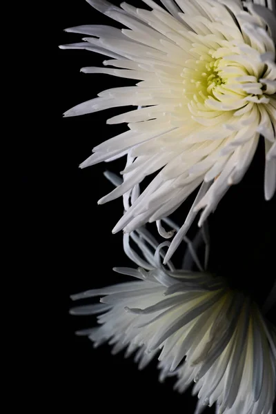 Spider Fiore Bianco Crisantemo Fiore Uno Sfondo Nero Con Riflesso — Foto Stock